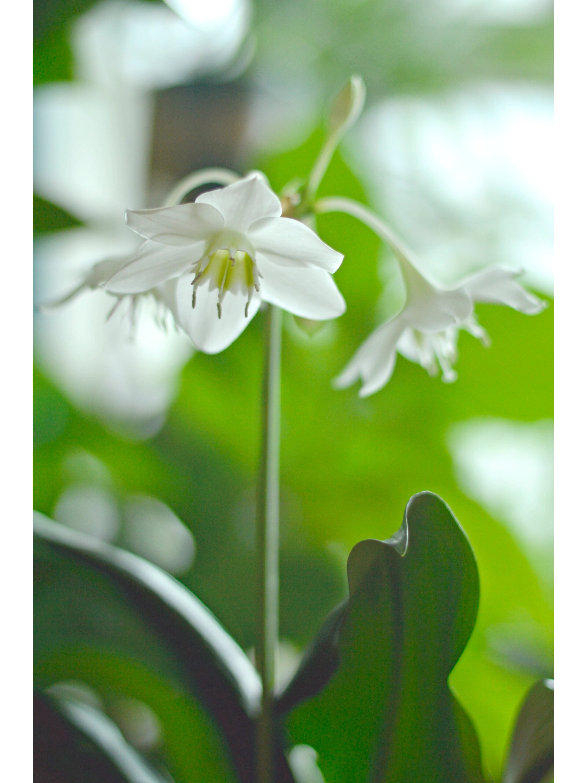 顶生伞形花序,着花3-6朵,花色纯白,副花冠翠绿色.