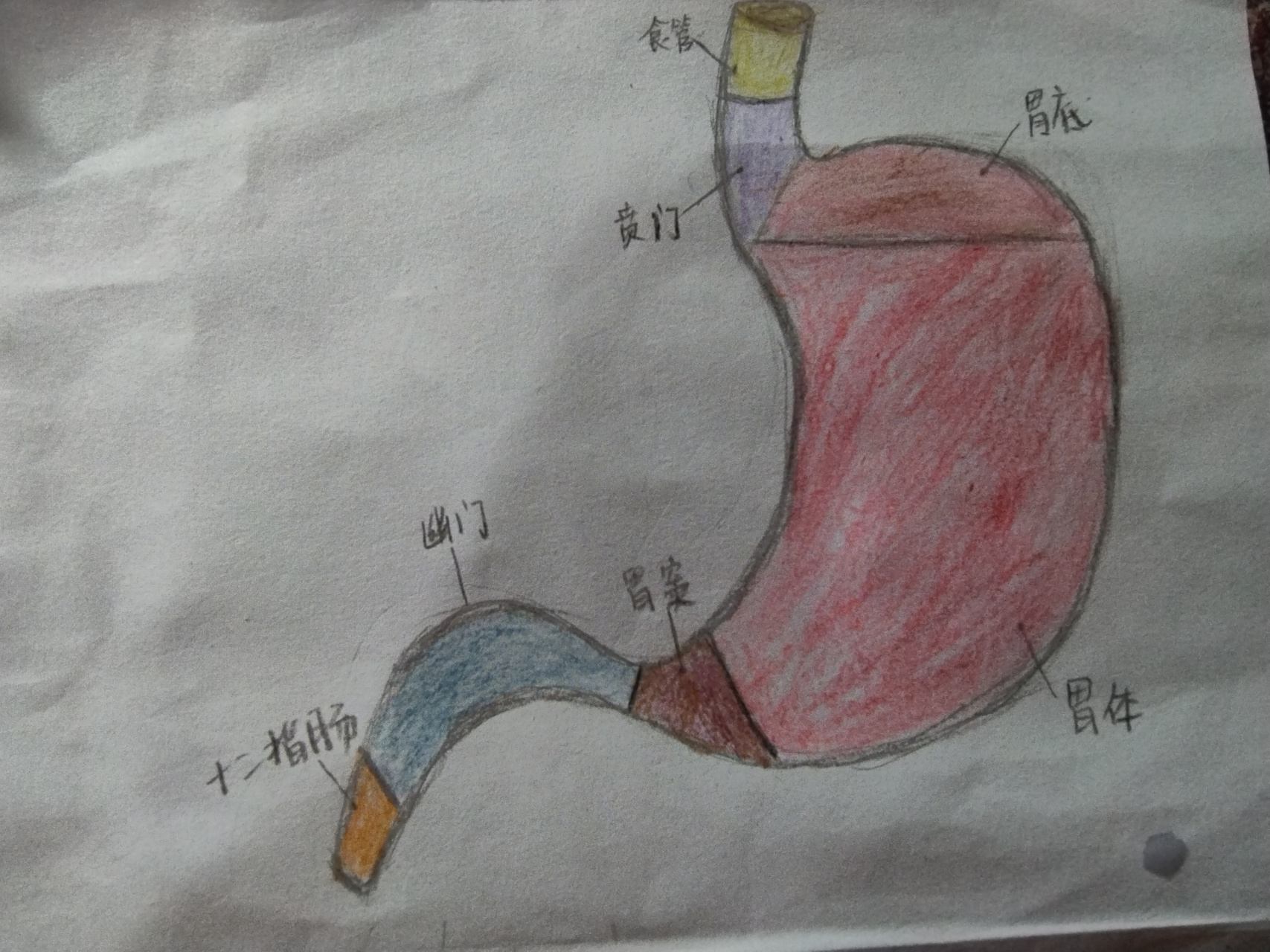 胃的解剖图 人体解剖图 胃的解剖图 人体解剖图   人体解剖图