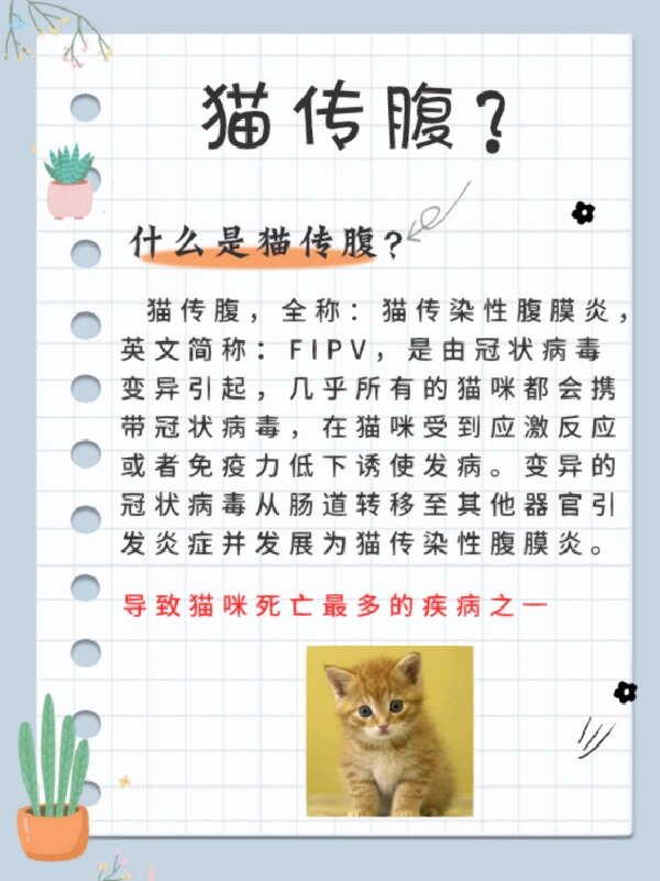 什么是猫传腹?