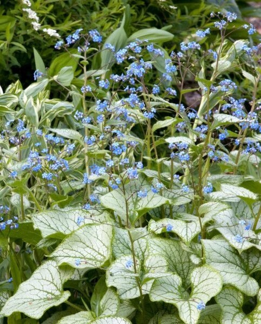 识花|心叶牛舌草 9797心叶牛舌草比较适合栽种在阴凉的环境下,不