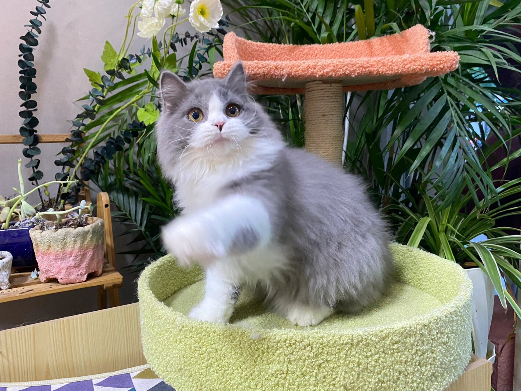 英国长毛猫~之蓝白 5个月的蓝白长毛弟弟,是活泼的崽,从来都不生气不