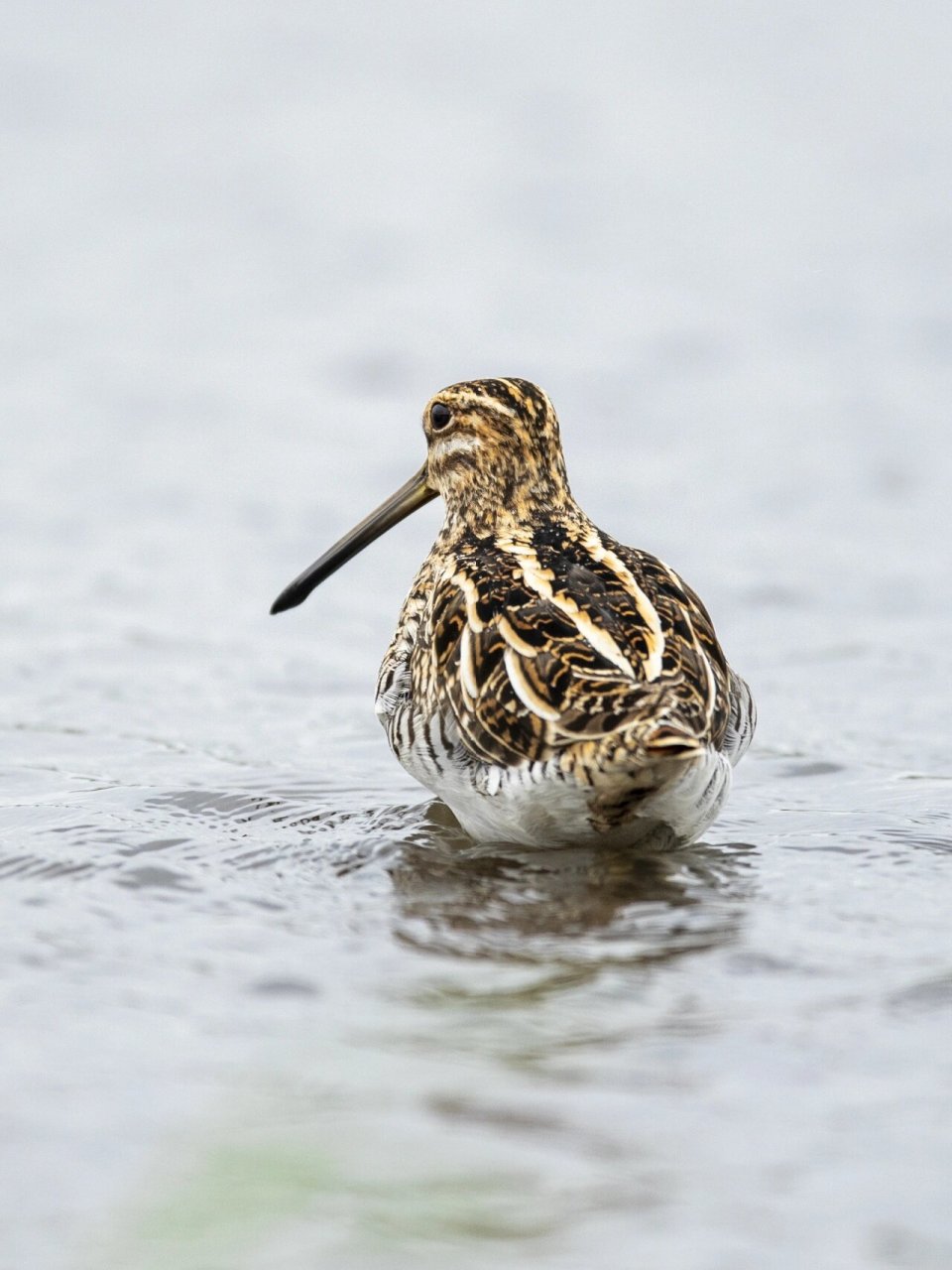 锥 扇尾沙锥(学名:gallinago gallinago)是鹬科沙锥 属鸟类,小型涉禽