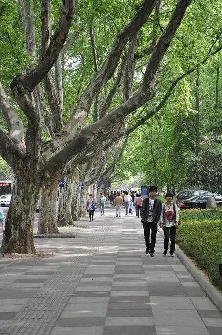 法国人最爱的行道树:法国梧桐;  美国人最爱的行道树:法国梧桐;  德国