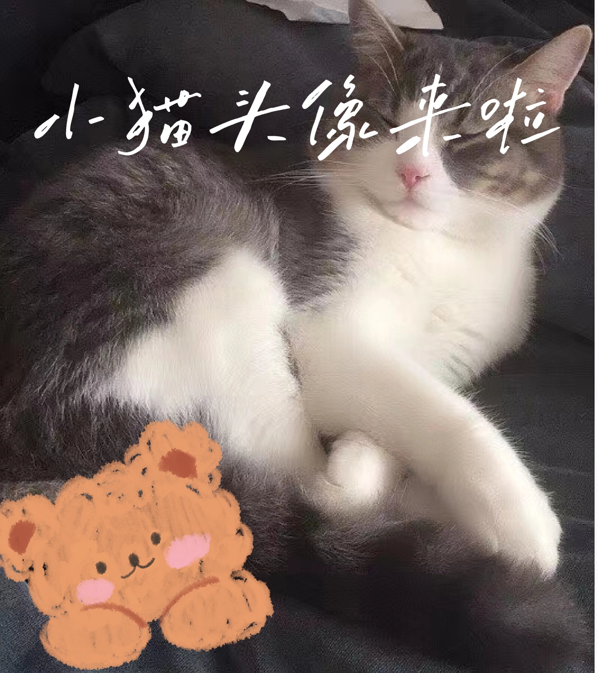 可爱的小猫咪头像  都是从小红书里找的