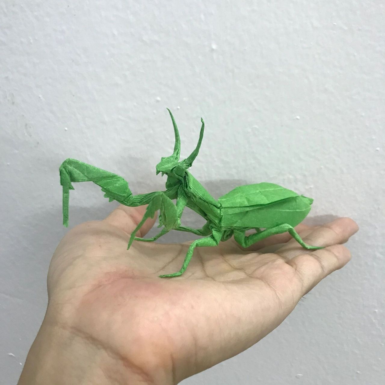 折纸日常之神谷哲史昆虫x5 蜻蜓,蚂蚱01,蝴蝶03,美他利弗锹形甲虫