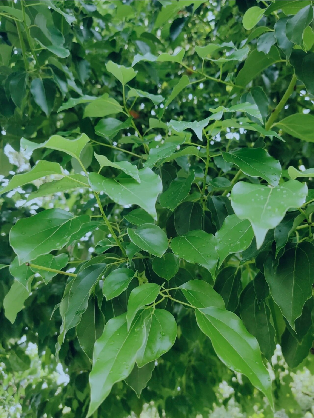 龙脑樟树树叶图片