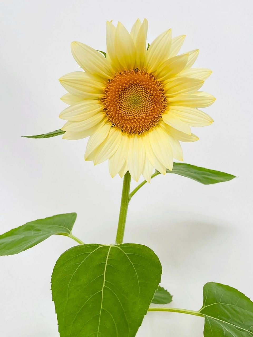 希望对你有帮助～ 我的奶油向日葵从播种到开花:55天 	 图片大