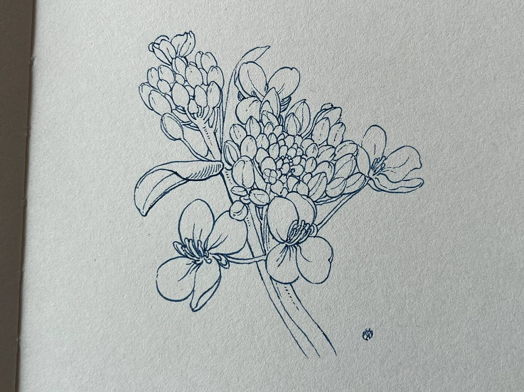 油菜花简单画法对照 春来无事 只为花忙