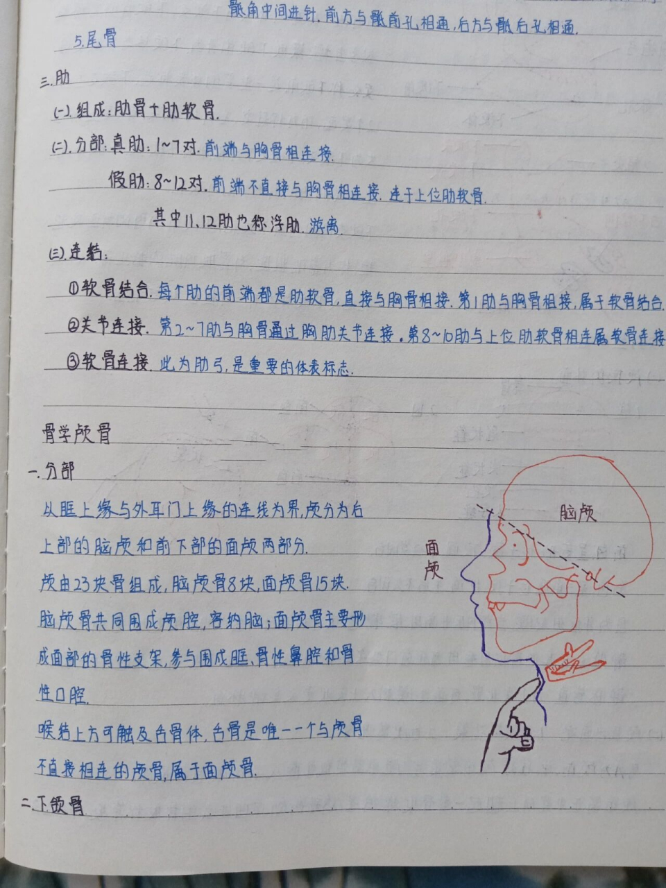 医学生笔记:骨学颅骨 95分部 	 95下颌骨 	 95颅的整体观 顶面