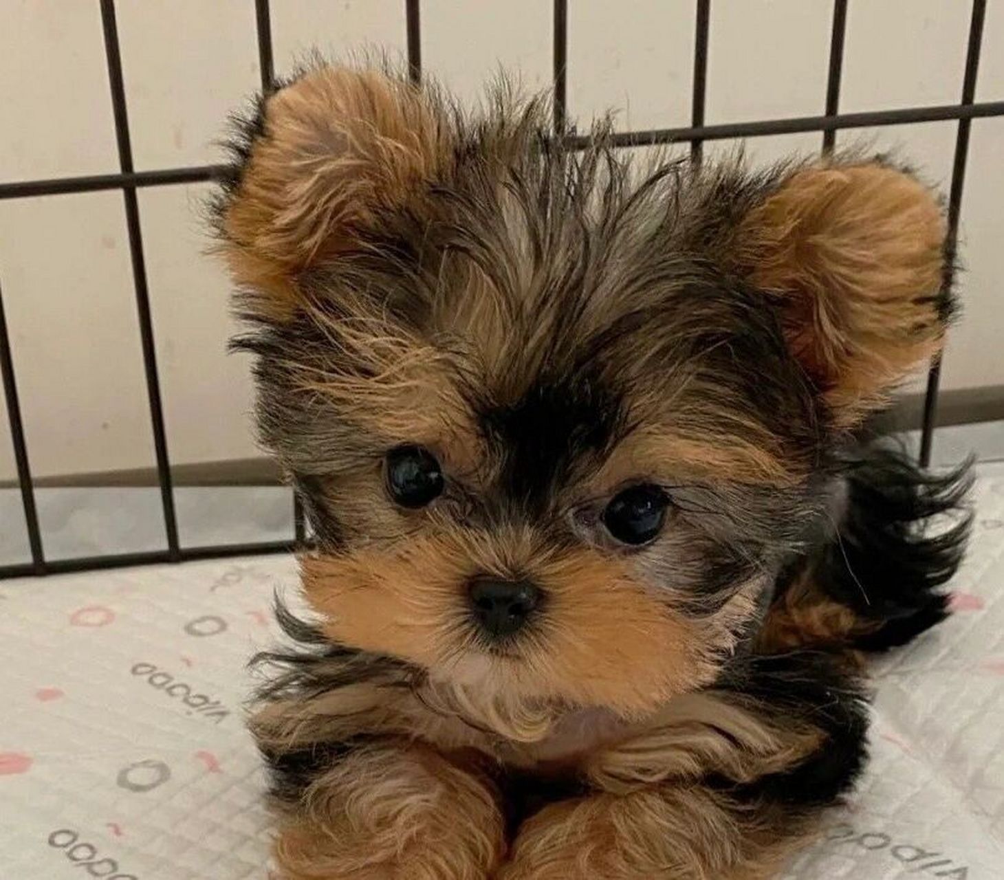 纯种约克夏幼犬500一只800两只 浅浅标题党一下 请自动在后面加个零