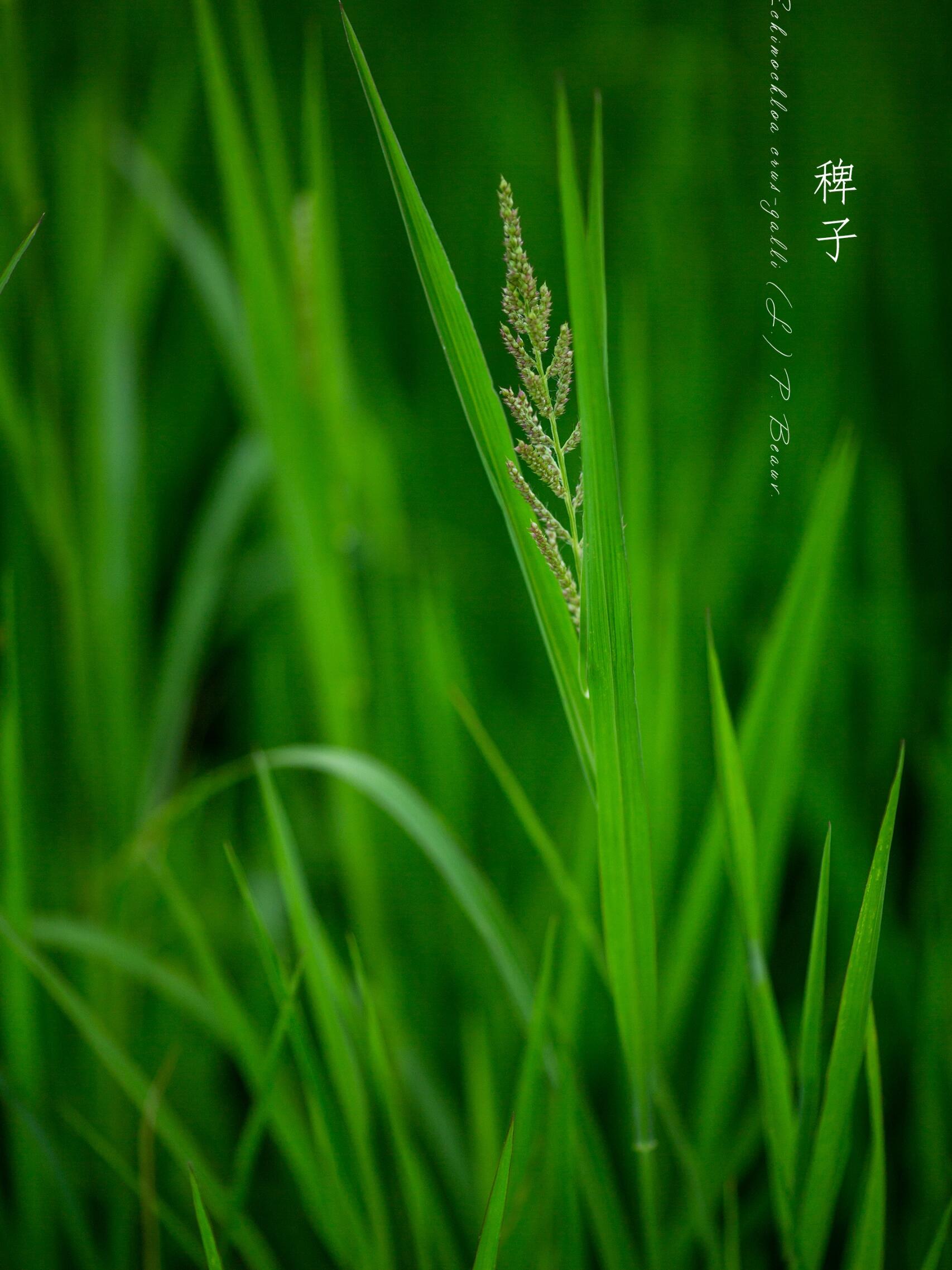 躲在稻田里发光的"稗子"