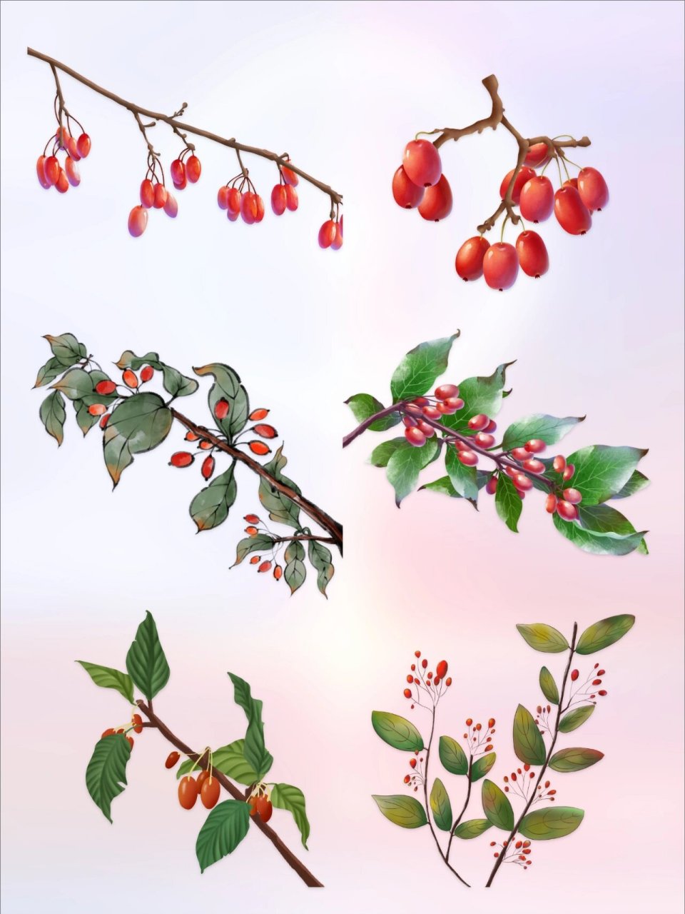 重阳茱萸枝  | 免抠素材Ⅸ 重阳佳节,登高,身佩茱萸,与亲人团聚 传说