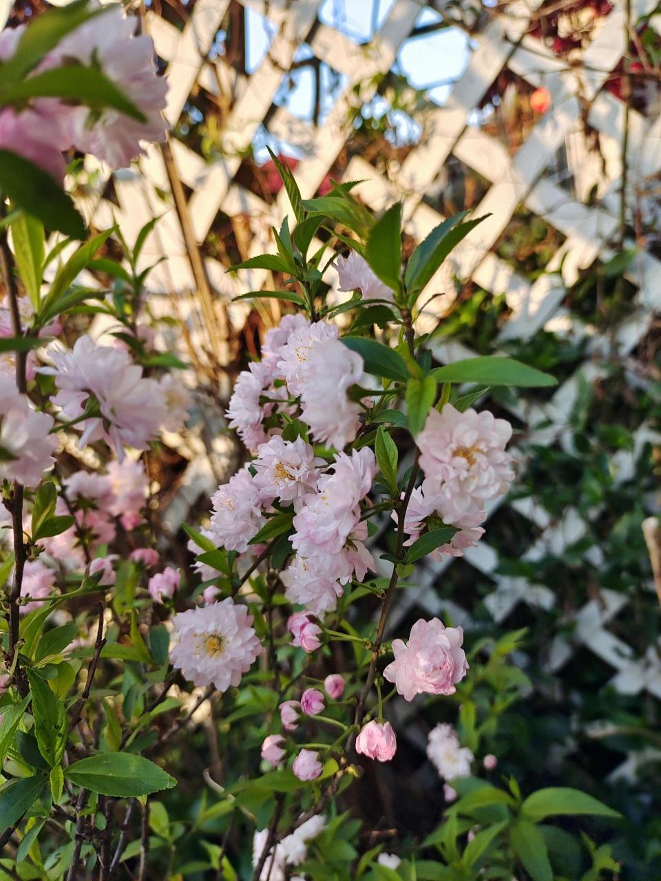 红花重瓣郁李图片