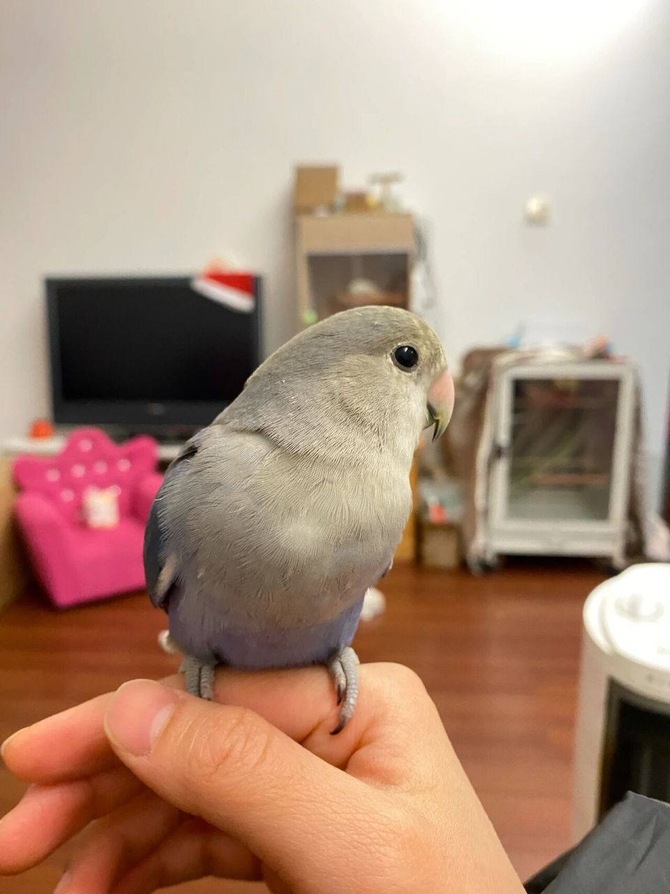 紫罗兰牡丹鹦鹉 为什么我家的紫罗兰牡丹这样的,跟我看的网图不一样呀