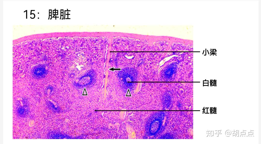 脾的组织学结构图片