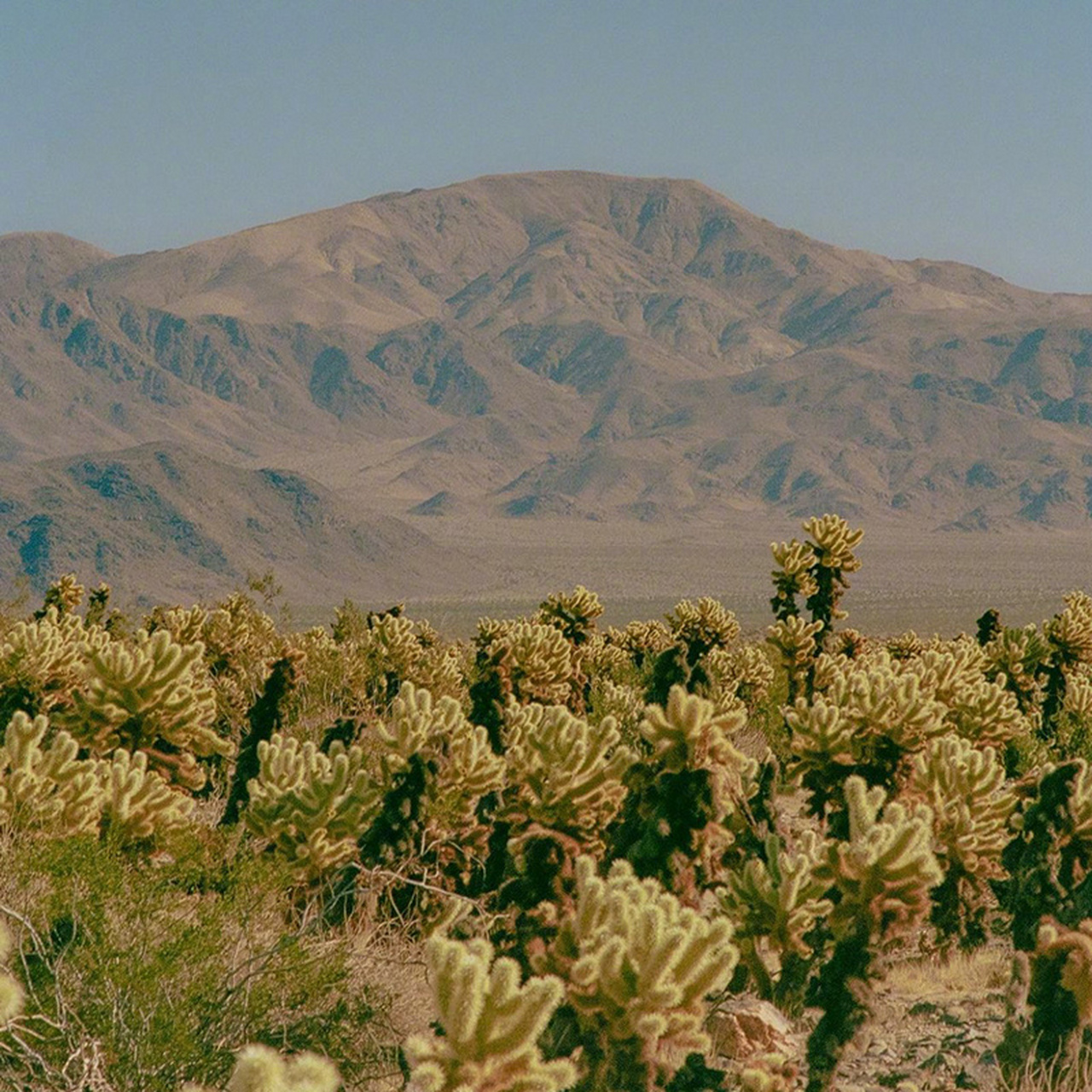 欢迎来到约书亚树国家公园#不止旅行# #旅行摄影#   (via.ins.