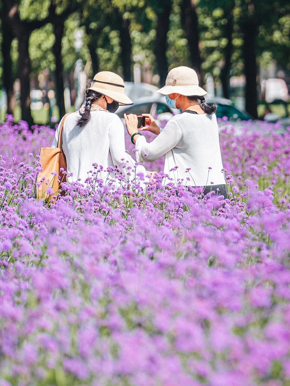 泰达公园紫色花海图片