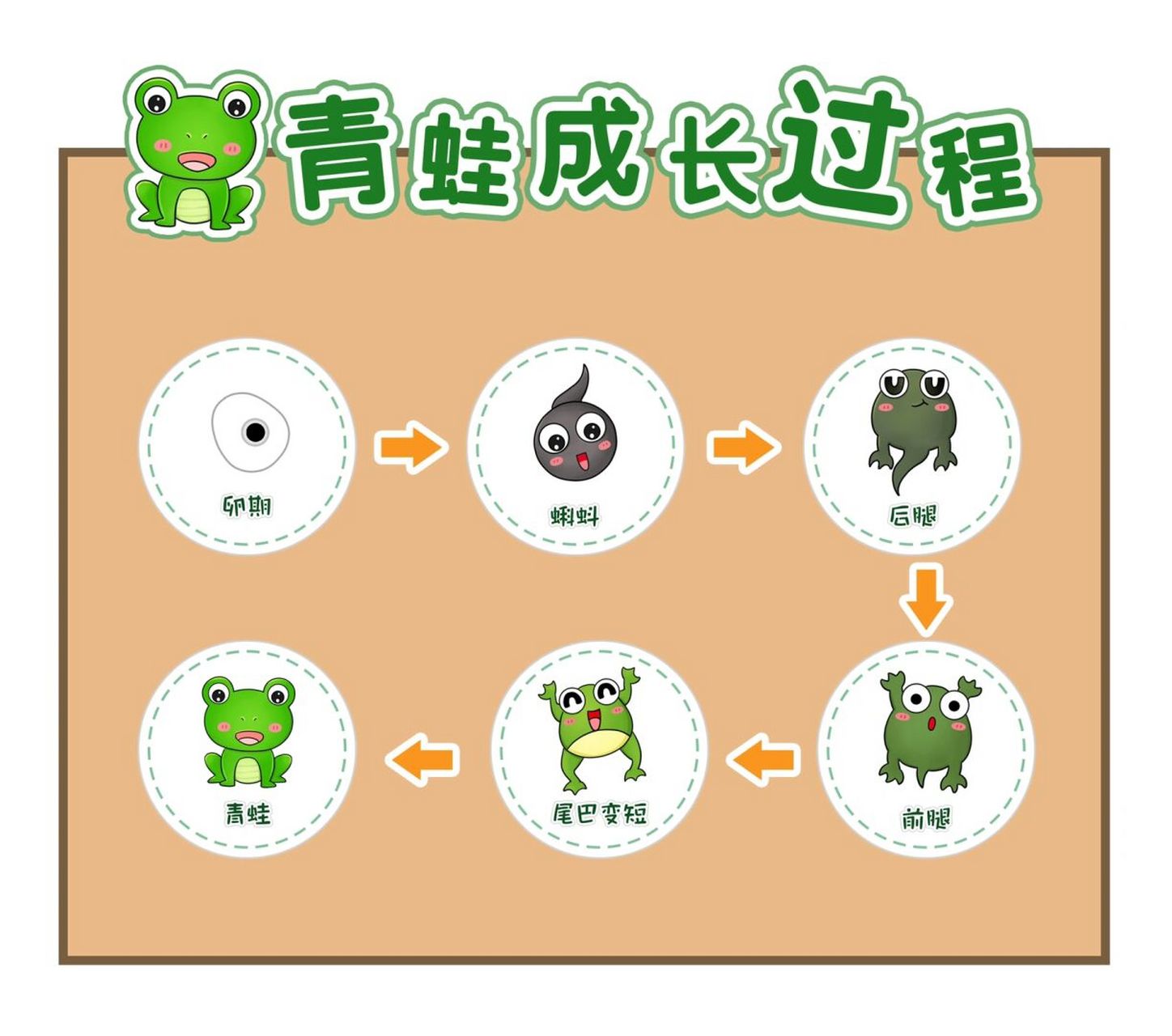 幼儿园植物角青蛙成长过程记7815 99可直接打印素材哦 99合适