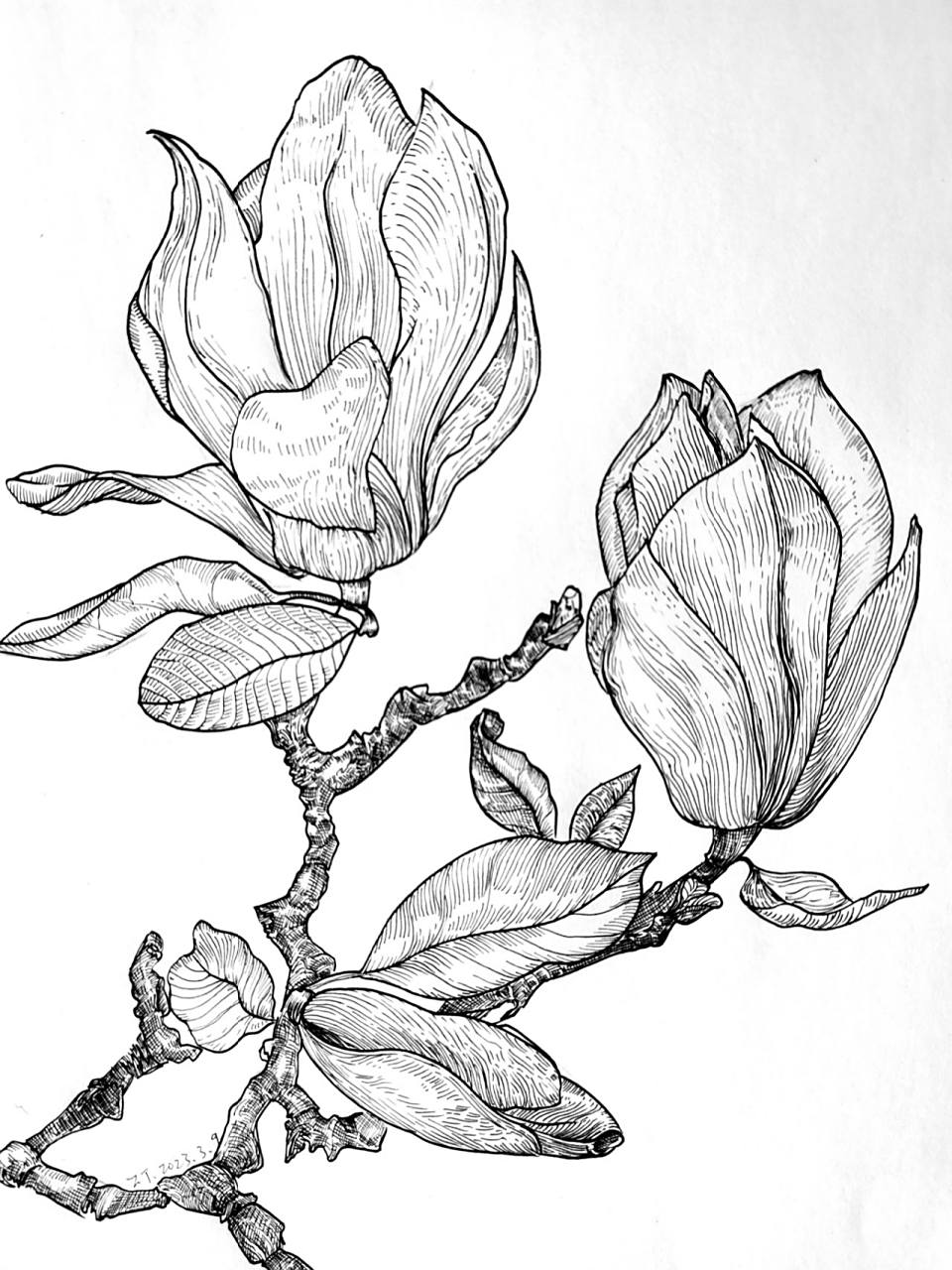 151木兰花,附步骤图和原图 1,先用简单的线条概括花朵大型,然后用几何