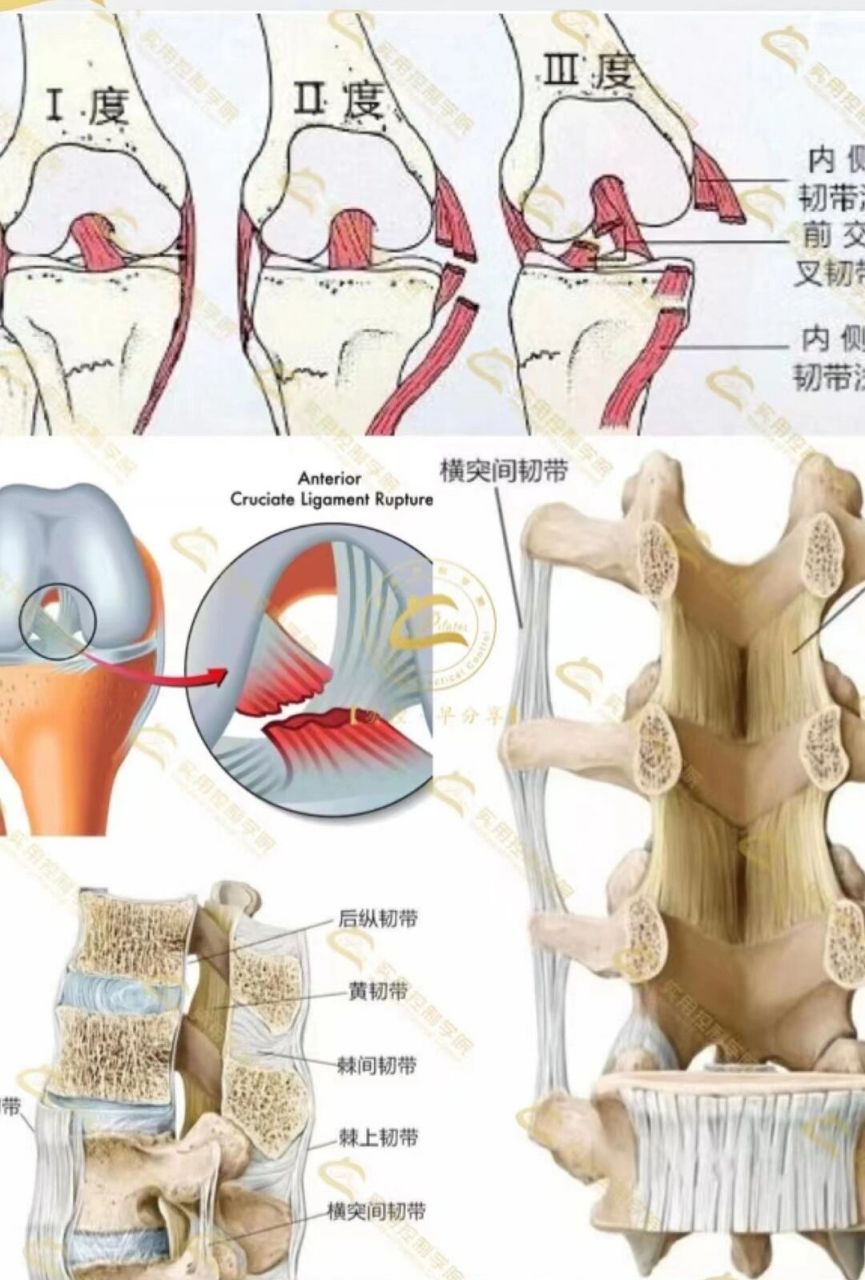 "韧带"的主要成分为胶原纤维和弹力纤维,胶原纤维使