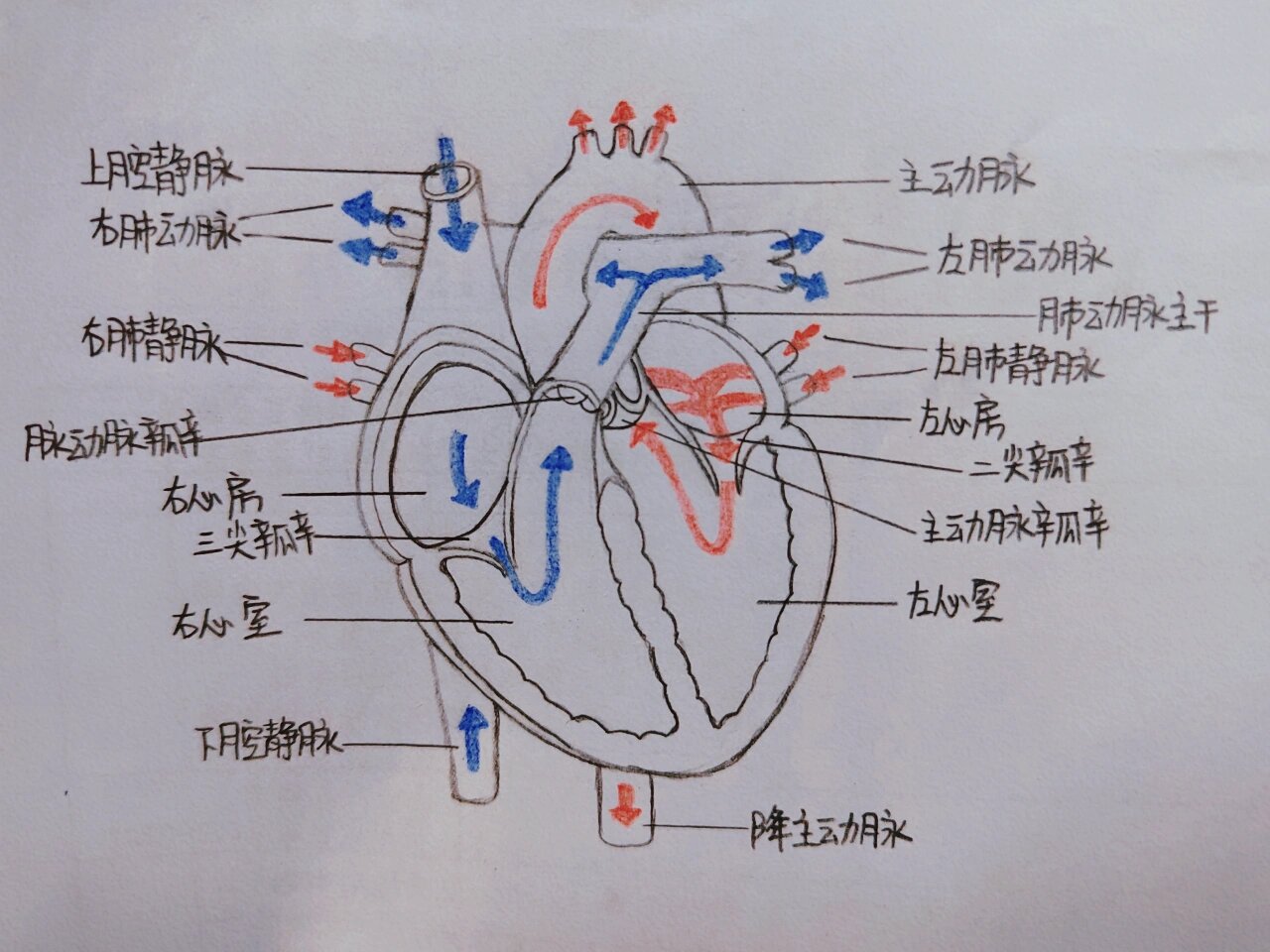 心脏血流图