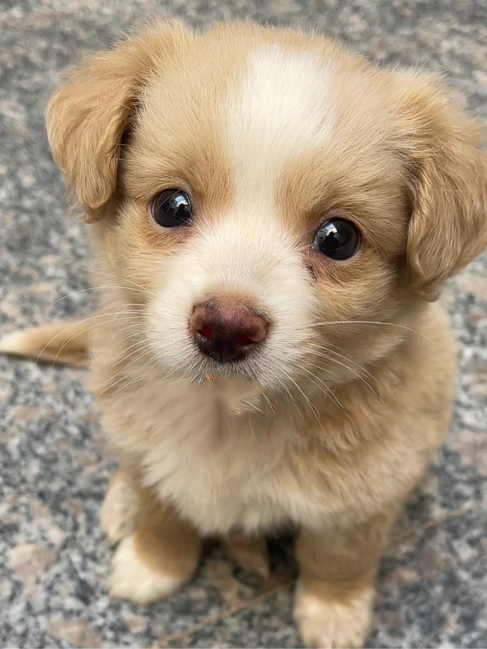 姨姨们 我是可爱的小土狗～ 从闺蜜家抱来了一只小土狗,它也太可爱了