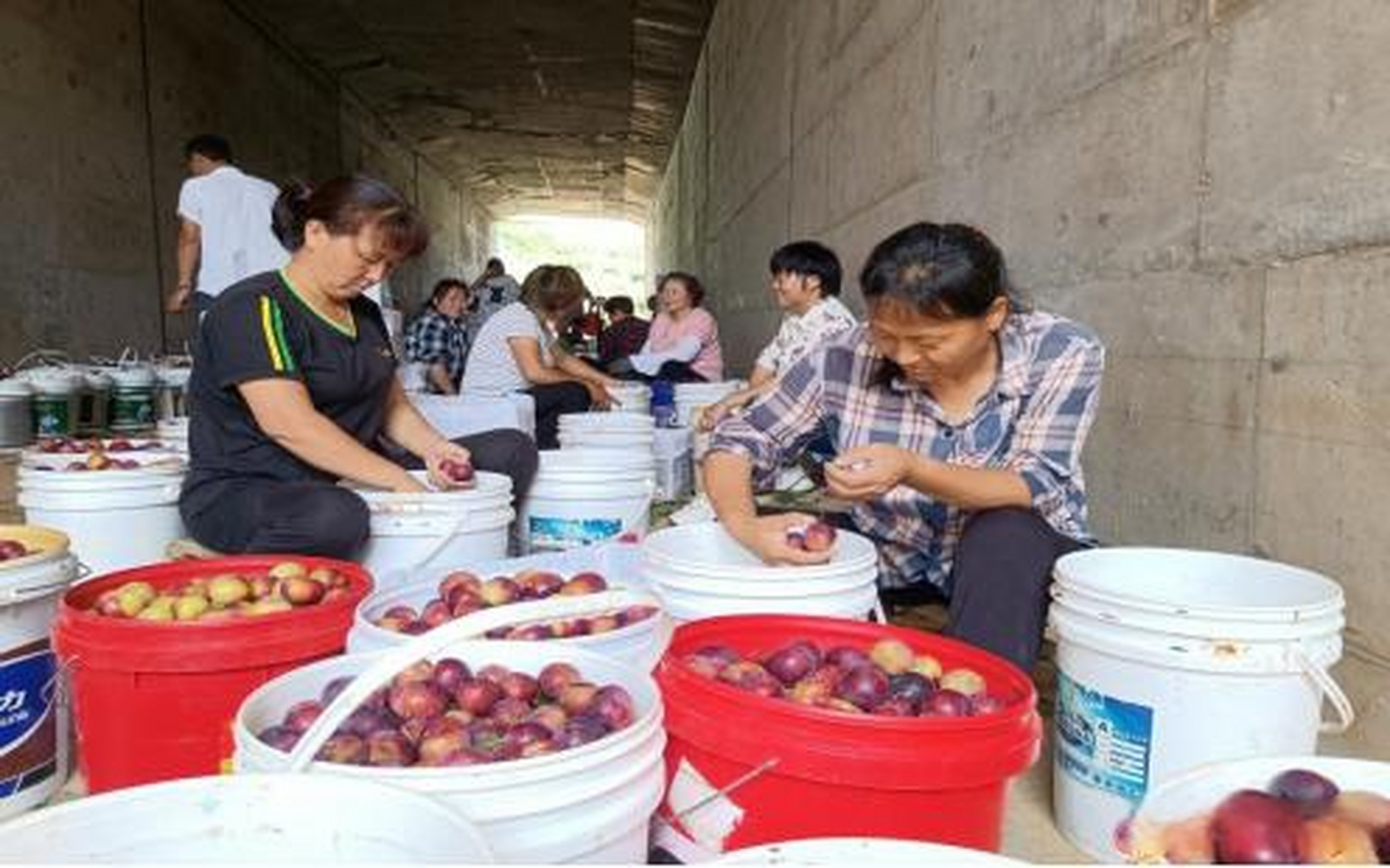 【南阳市内乡县湍东镇:人大代表视察林果发展 助力创建"产业兴旺星"】