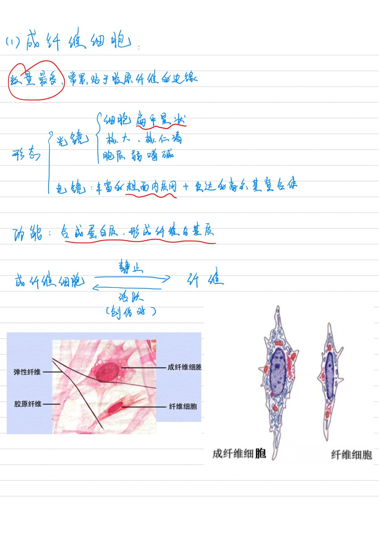 结缔组织图片及名称图片