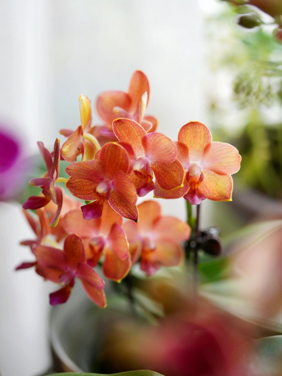 蝴蝶兰|樱桃番茄,蜡质橙红色带香味的小花花 有香味的蝴蝶兰好喜欢