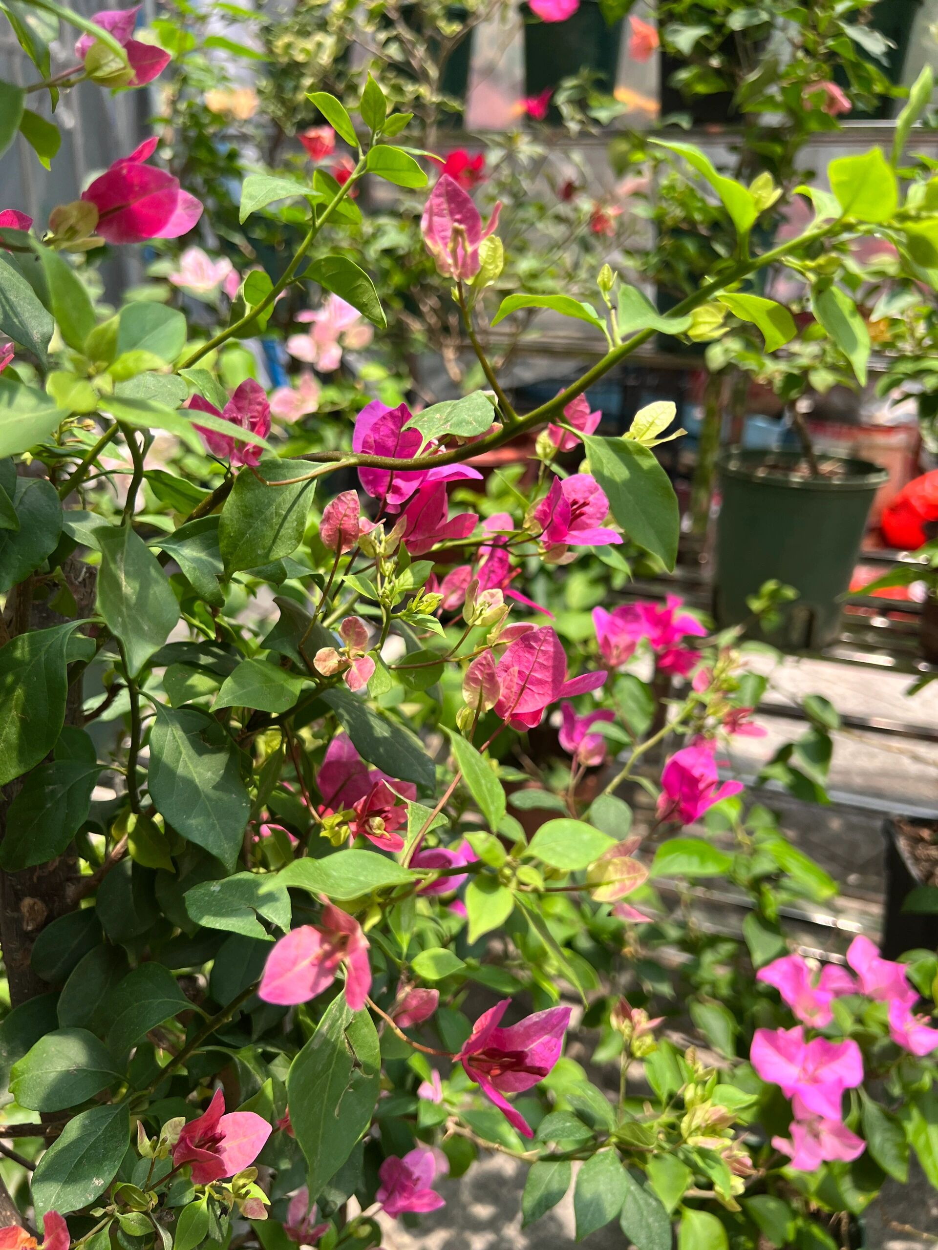 紫九月三角梅真的太好看了!