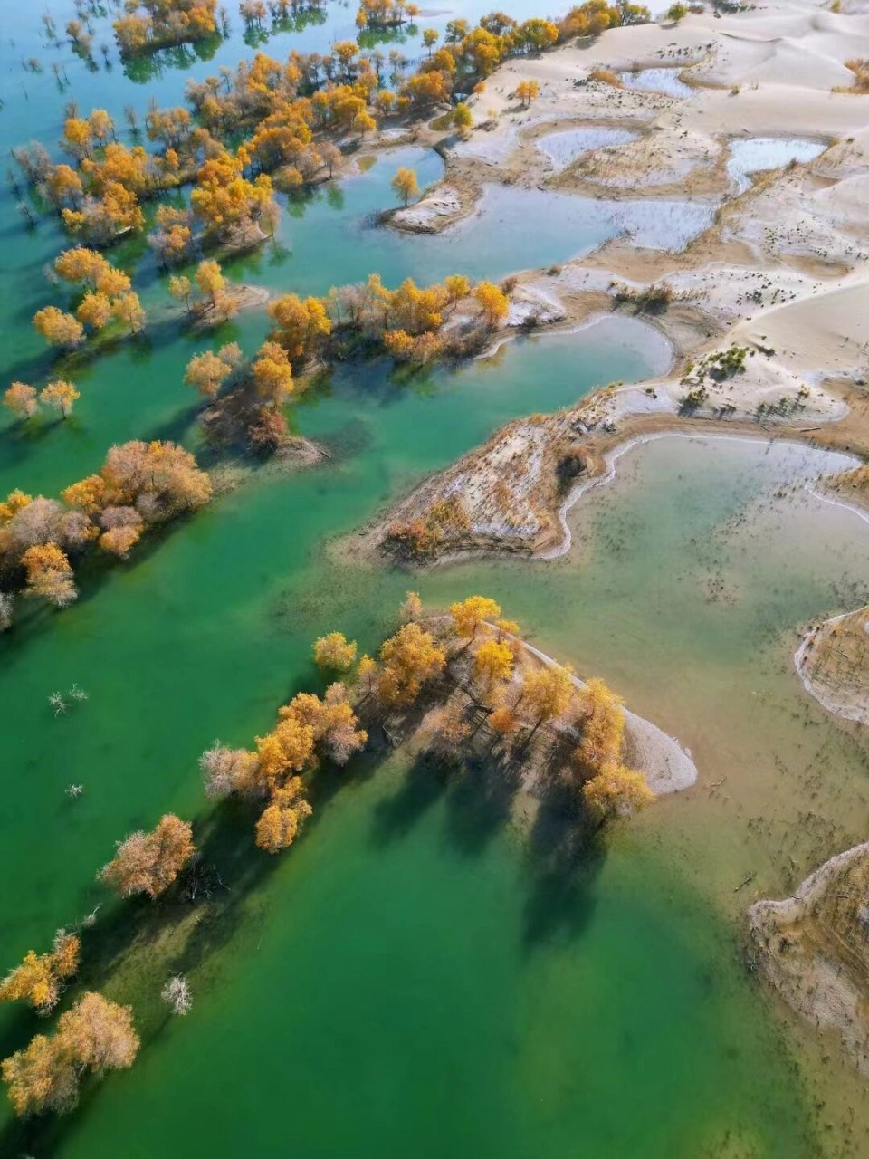 绝美葫芦岛 尉犁葫芦岛的胡杨林太美了.