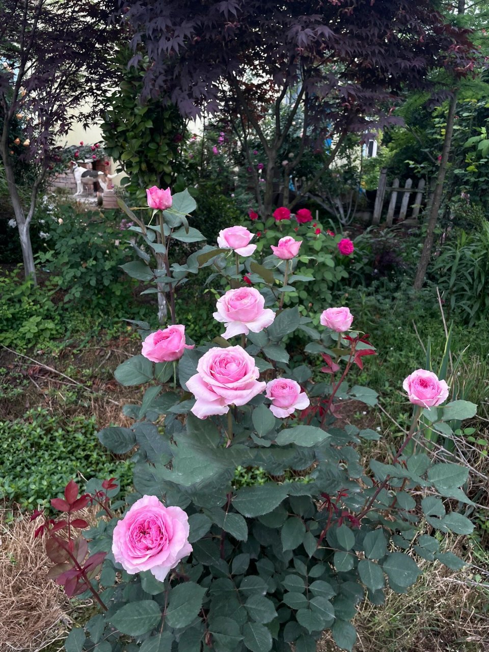 粉色月季76615:禁忌感官 禁忌感官 forbidden parfum 粉色切花