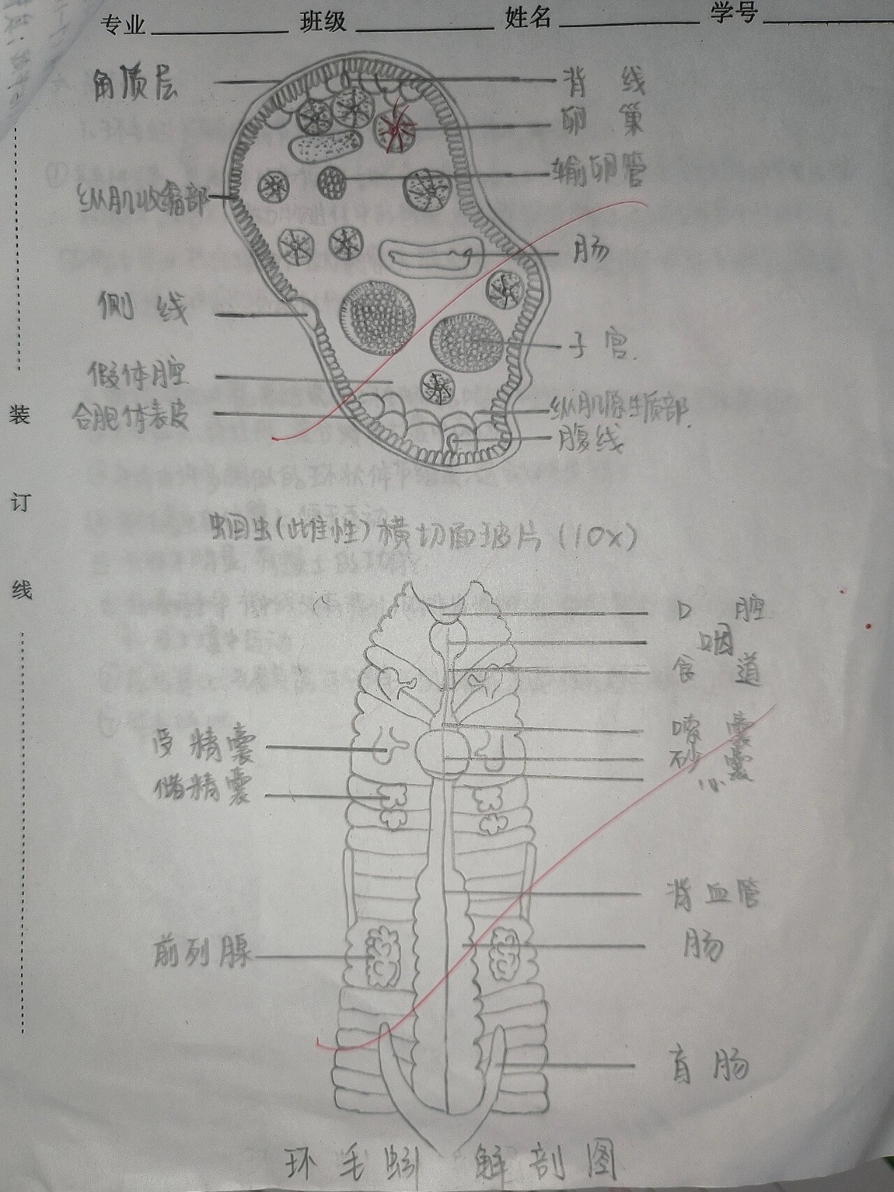 蛔虫 环毛蚓 解剖图