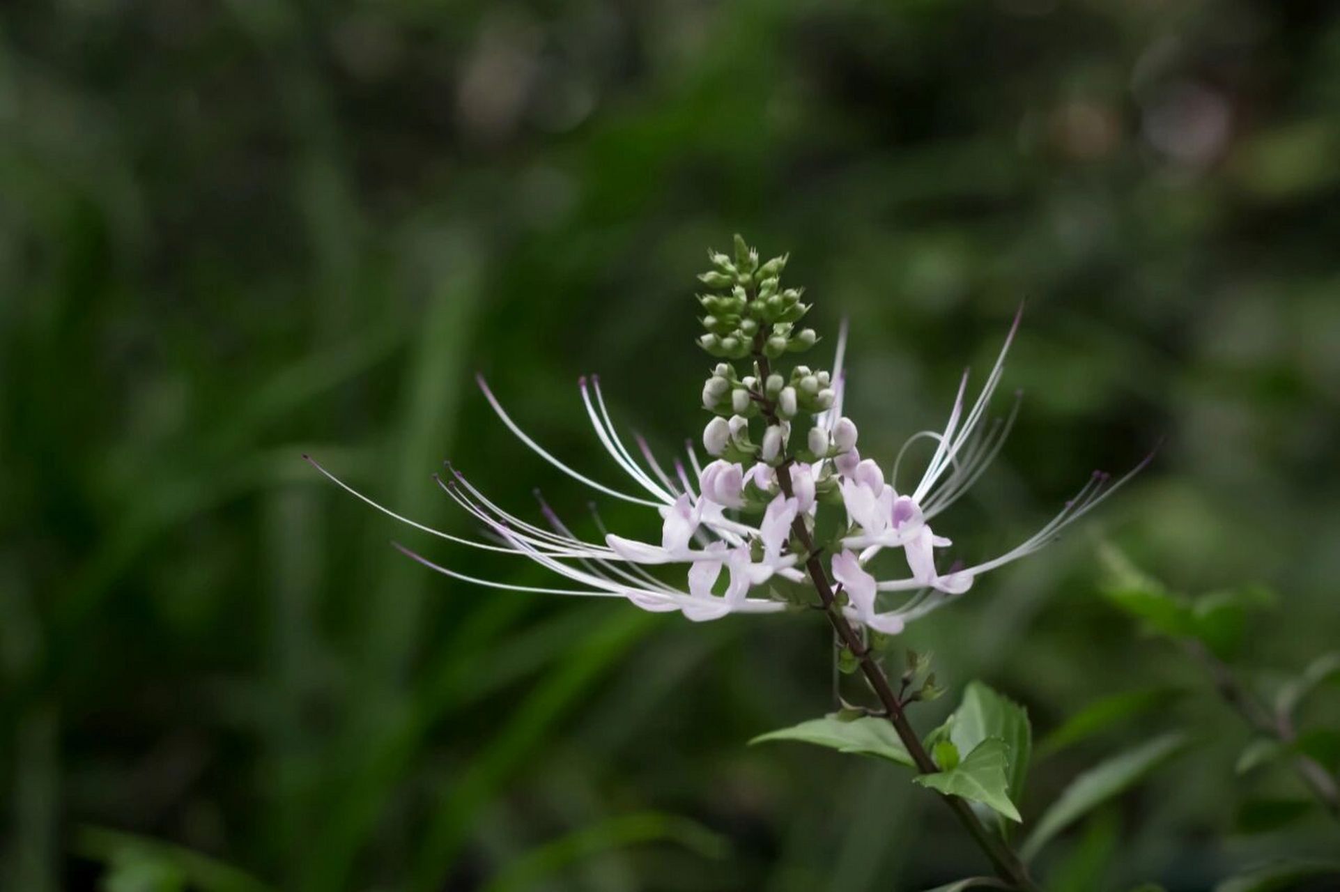 植物|猫须草 肾茶(学名:clerodendranthus spicatus (thunb.) c. y.