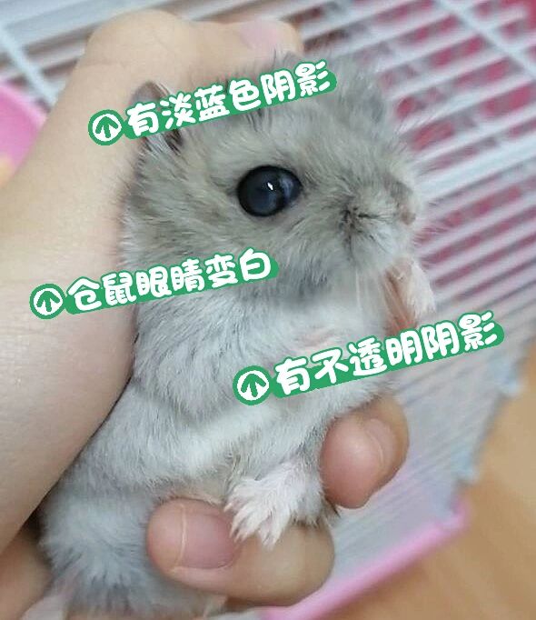 仓鼠得了白内障,还能活多久?