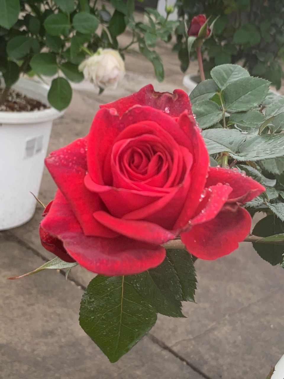 玫瑰先生月季 玫瑰先生赶在速冻模式前开了,实物颜色比图片更好看.