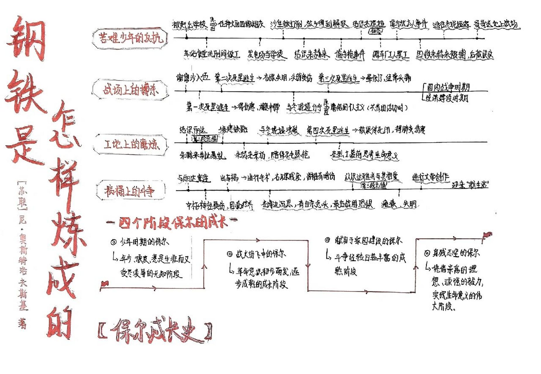 保尔的成长曲线图图片