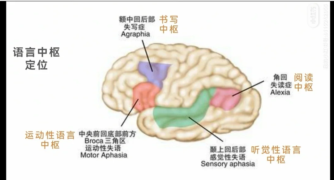 角回的位置图解图片