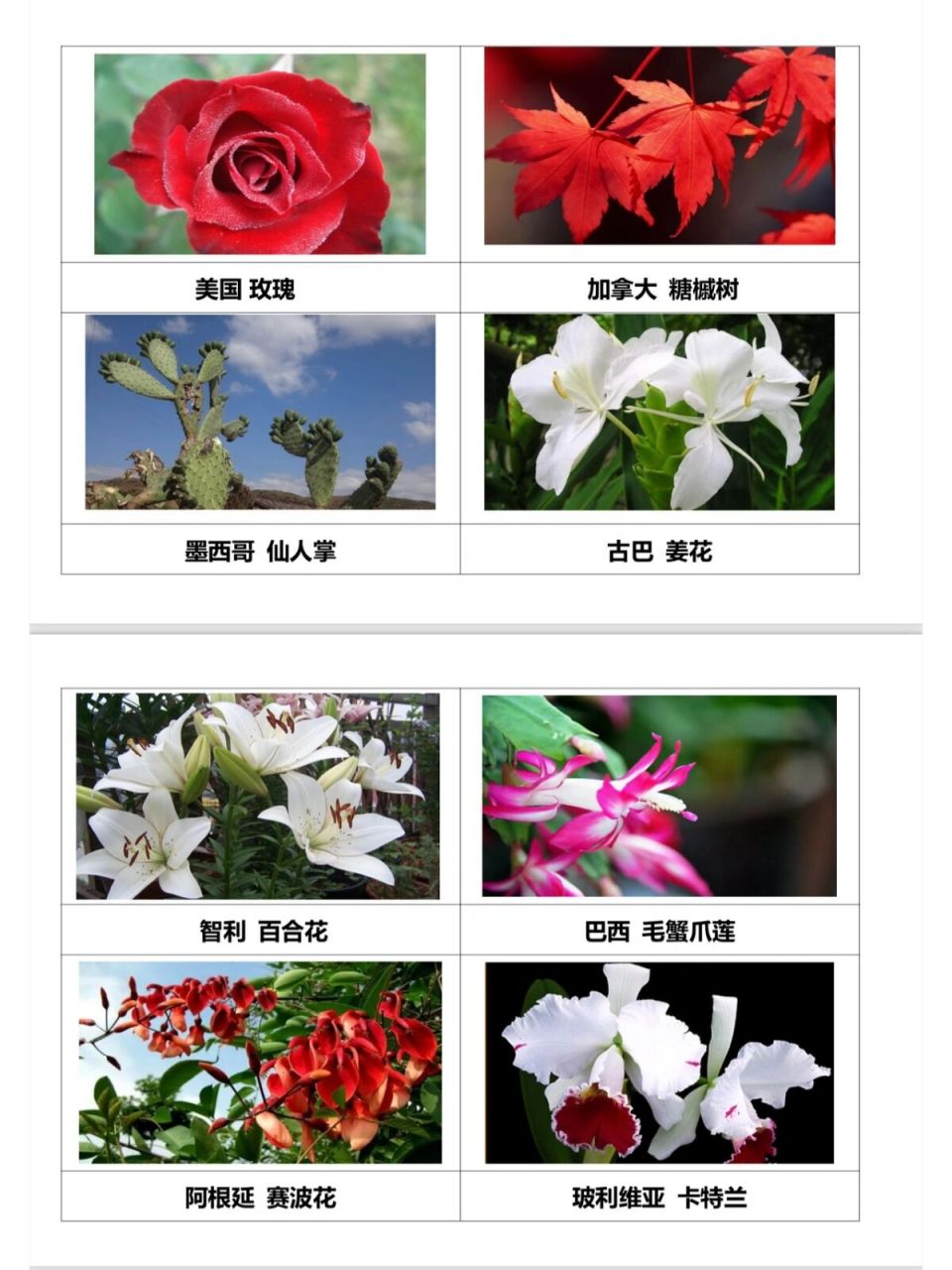 各国国花