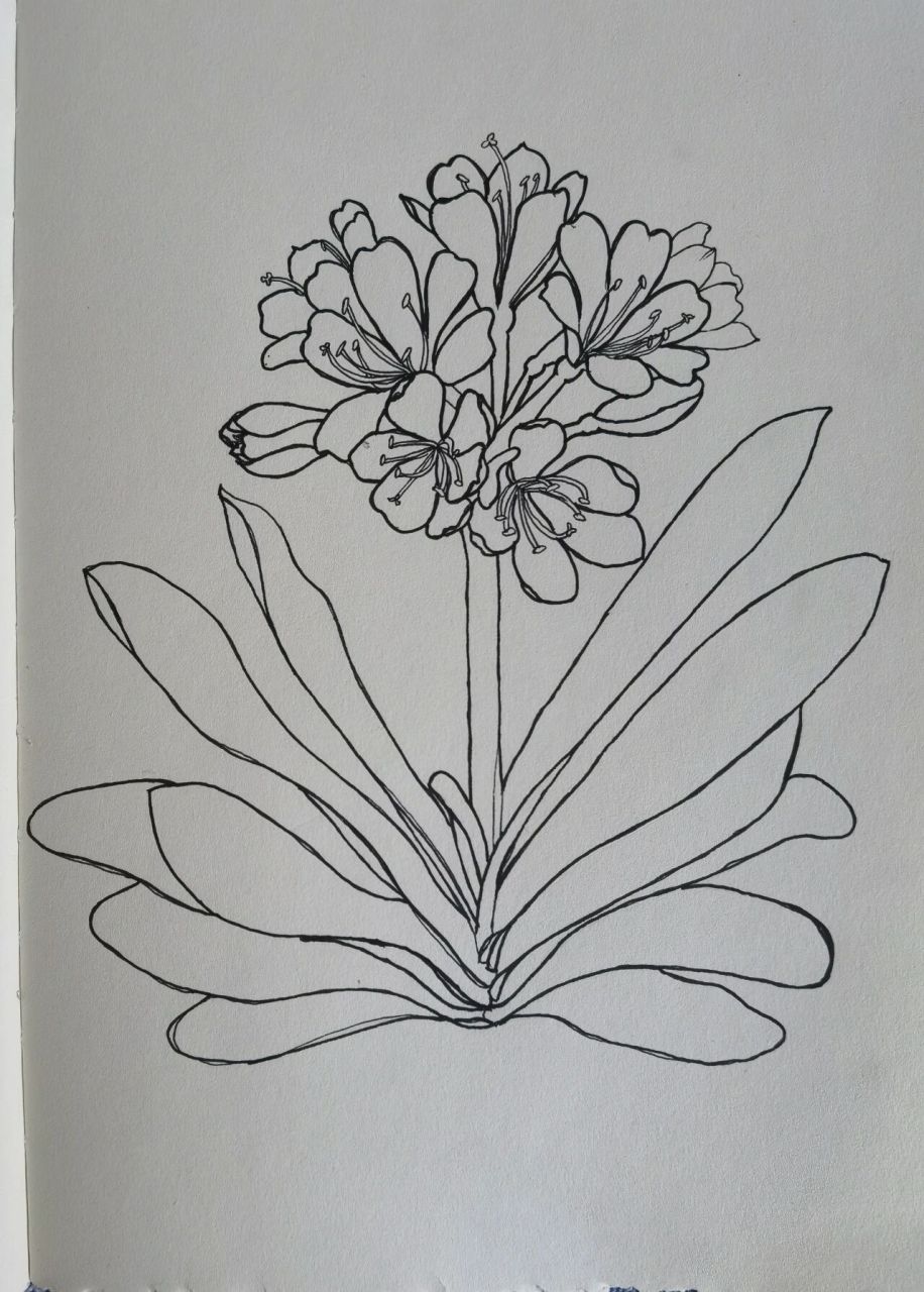 零基础针管笔画君子兰(附过程图) 好几天没动笔了,依旧菜菜子啊,消极