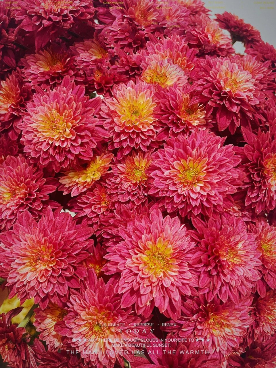 小雏菊-红丹特 后期有渐变色出来很是惊艳,中间橘黄色慢慢晕染出来了