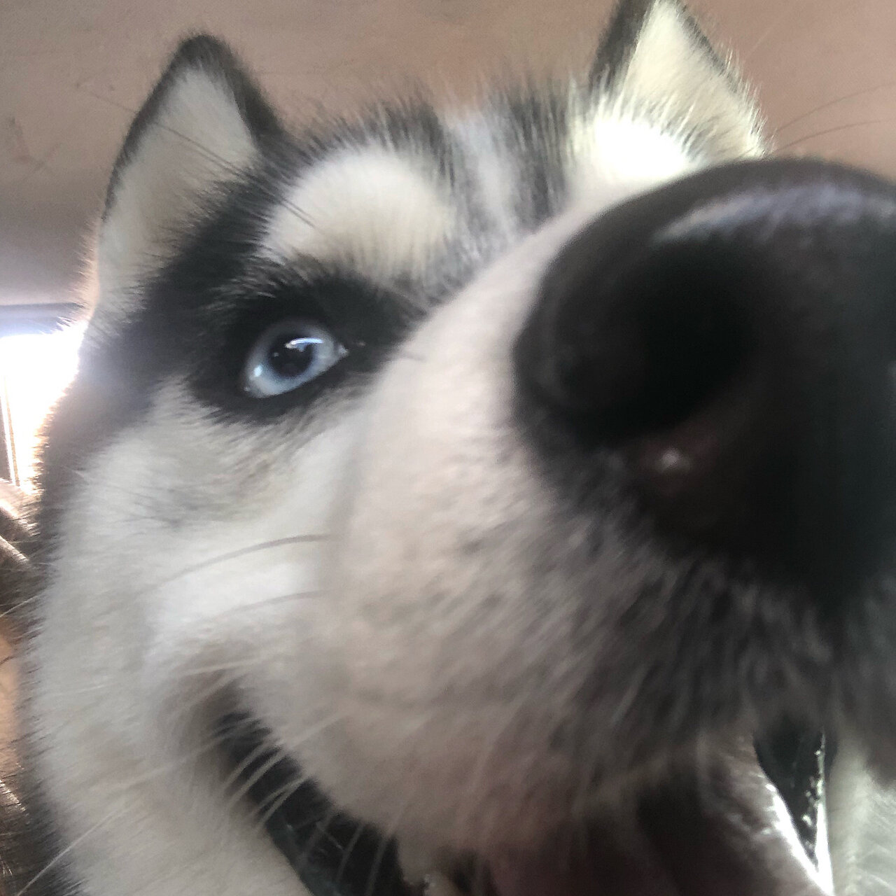 更新一组哈士奇头像