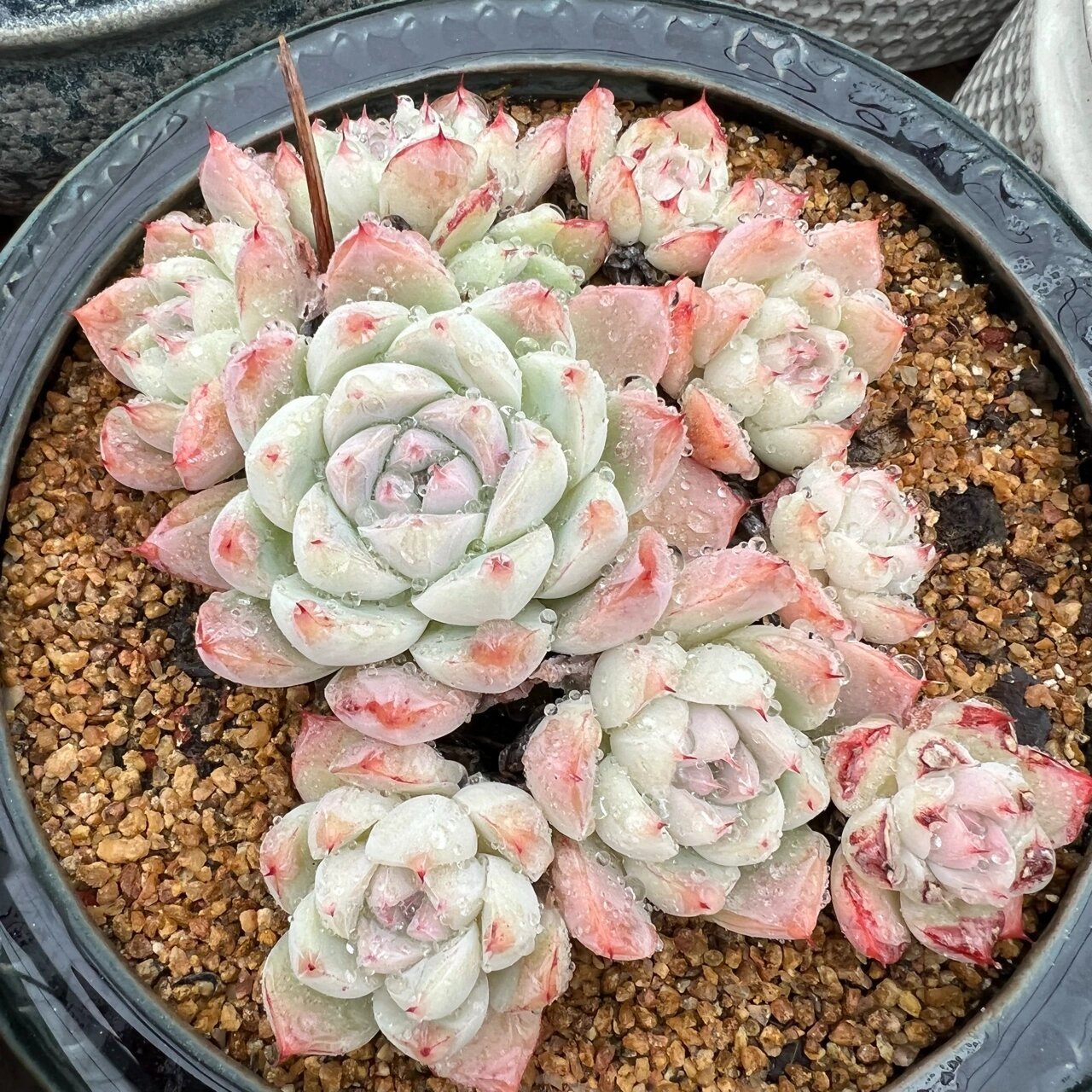 阿尔巴美妮阿尔巴佳人 还是老品种耐看[害羞][害羞][害羞]#多肉