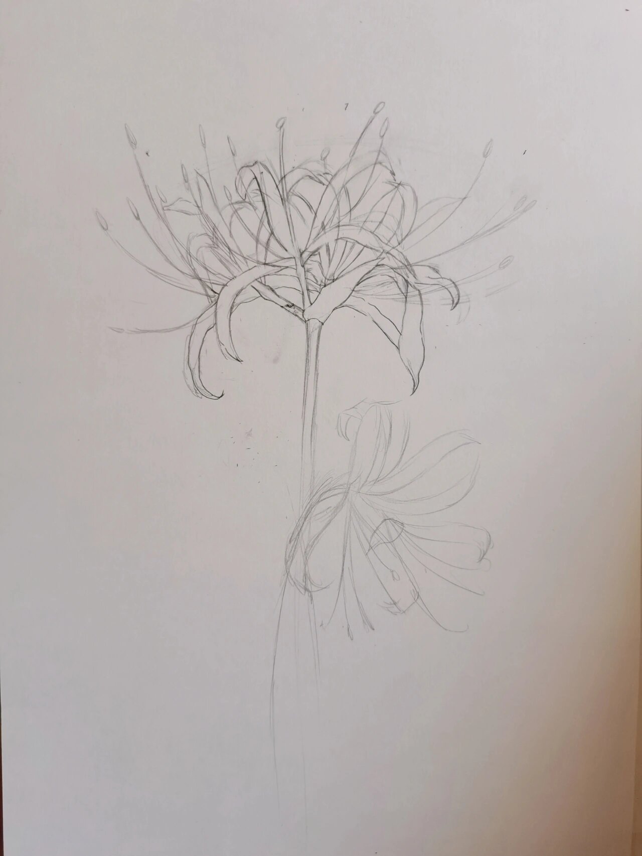 线描花卉 彼岸花