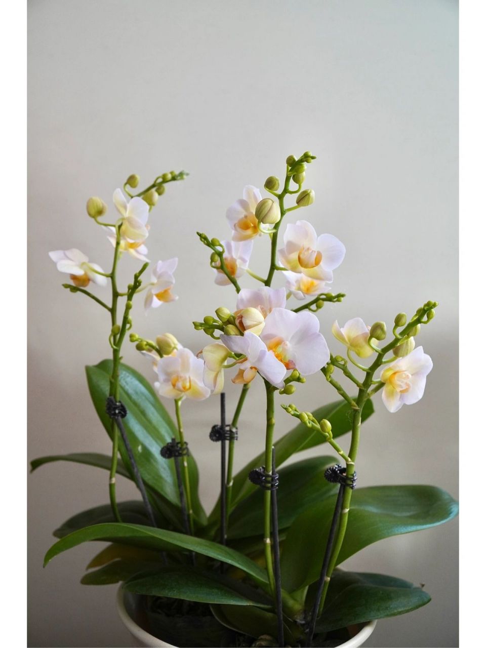 勃艮第蝴蝶兰(无滤镜) 家里新抽梗开花的勃艮第,简直爆花神器,小花无