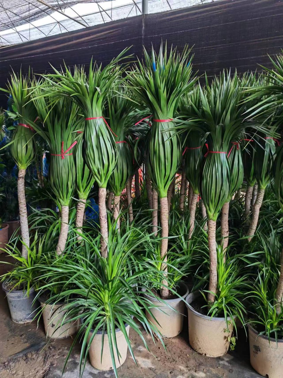 大型绿植:龙血树