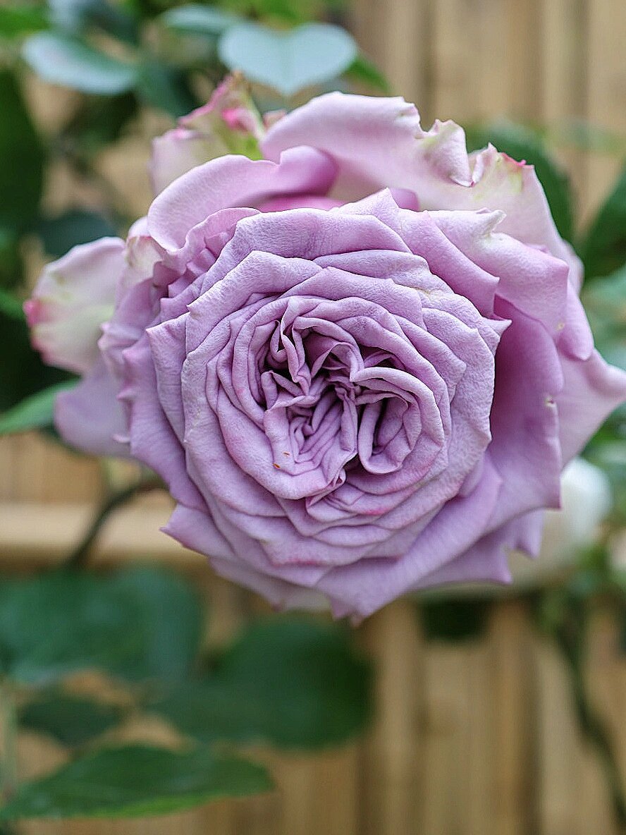 多姿桃 蓝紫色塑料花 切花月季 蓝紫色里的塑料花