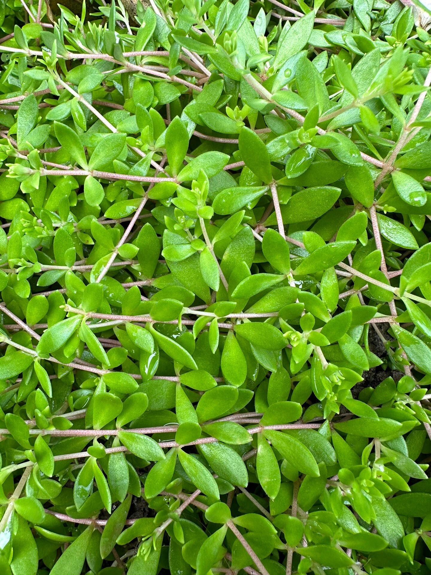 垂盆草(sedum sarmentosum bunge)