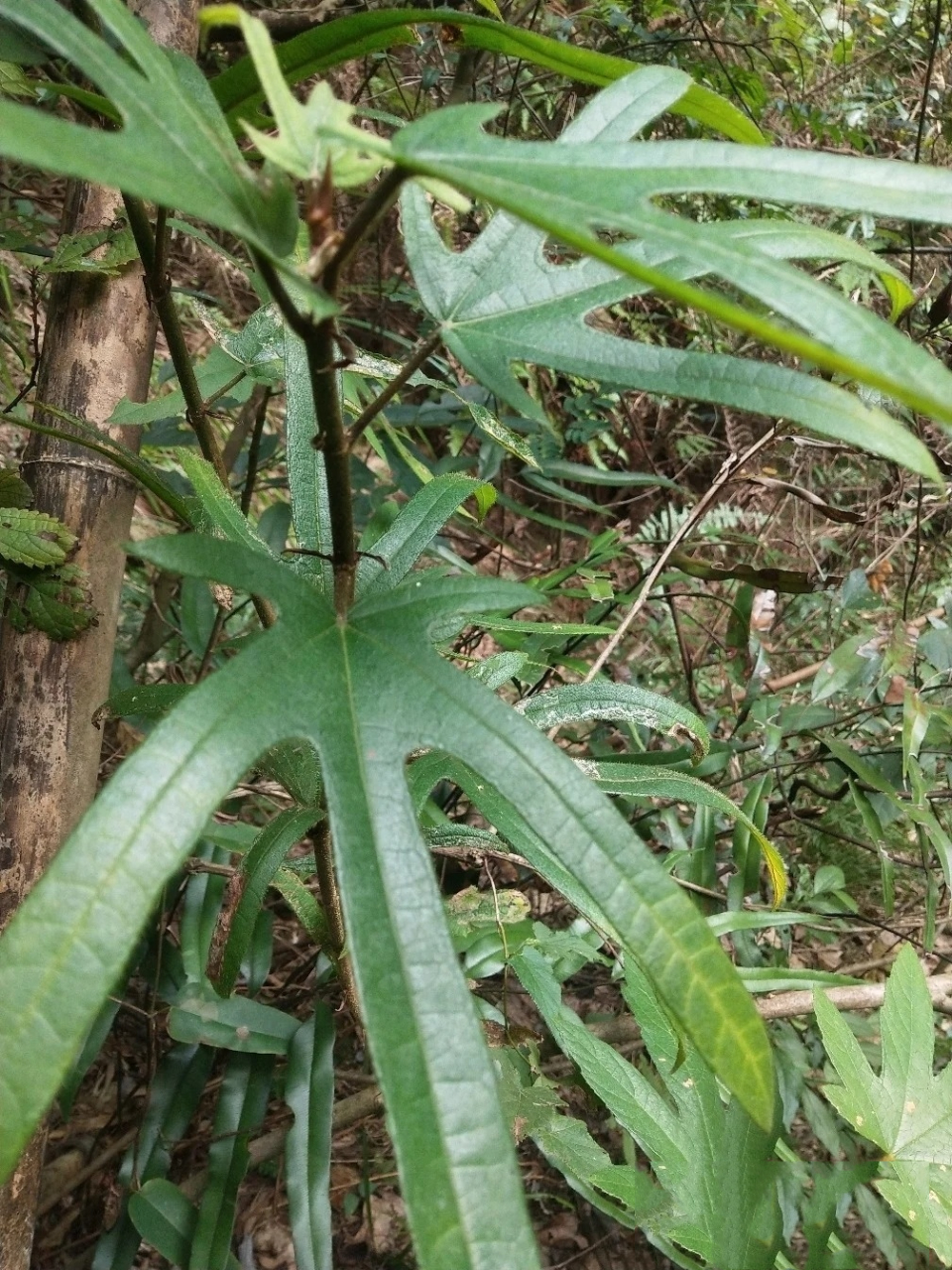 药食同源之五指毛桃 五指毛桃功效与作用 五指毛桃广