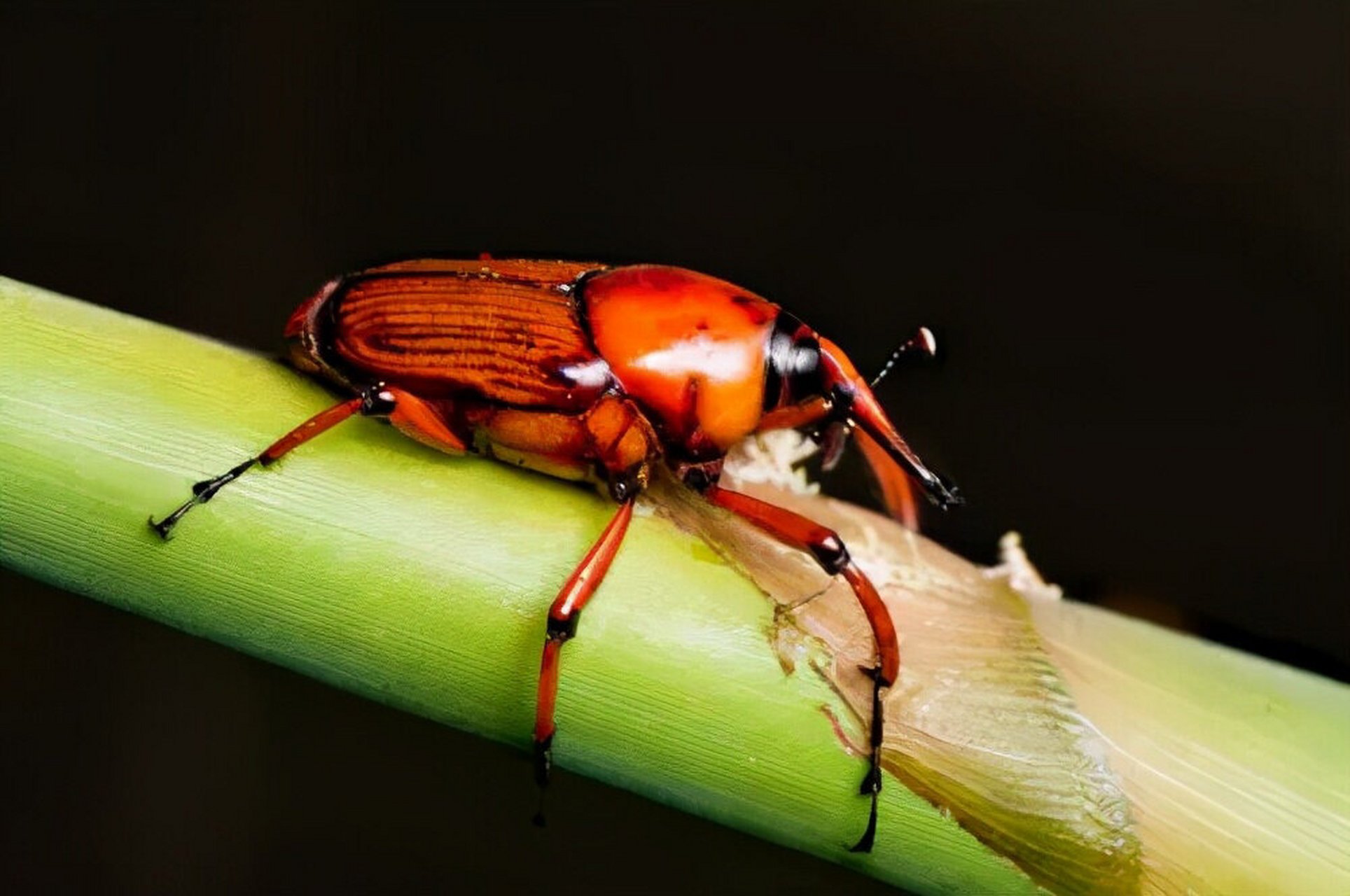 捉过笋蜂的,玩过笋蜂的都看看了.
